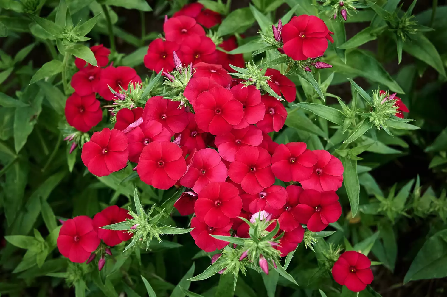 """"Phlox""""