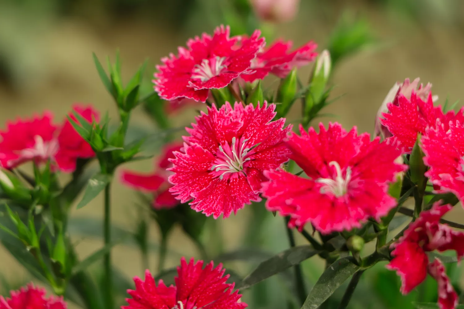 """"Dianthus""""