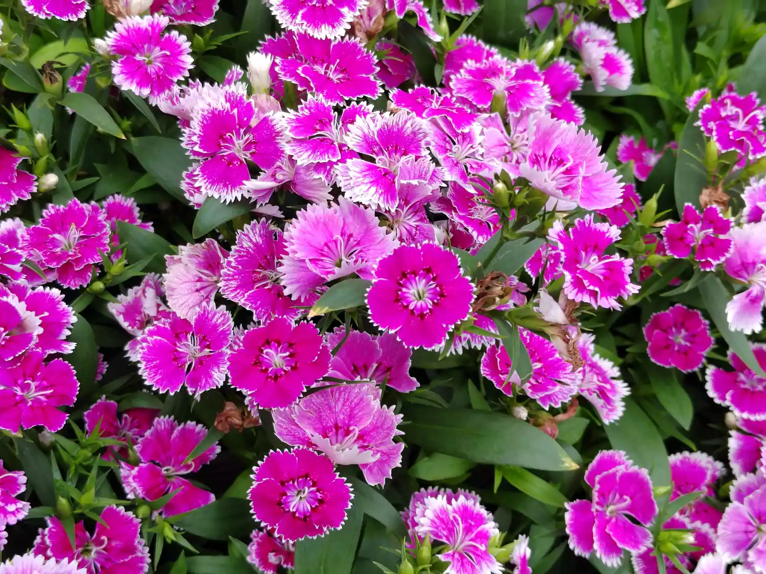 ""Dianthus"