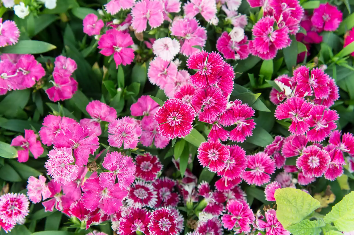 ""Dianthus"