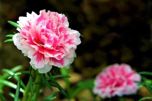 "10-most-beautiful-flowers-in-the-world-and-their-meaning-of-tung-types"