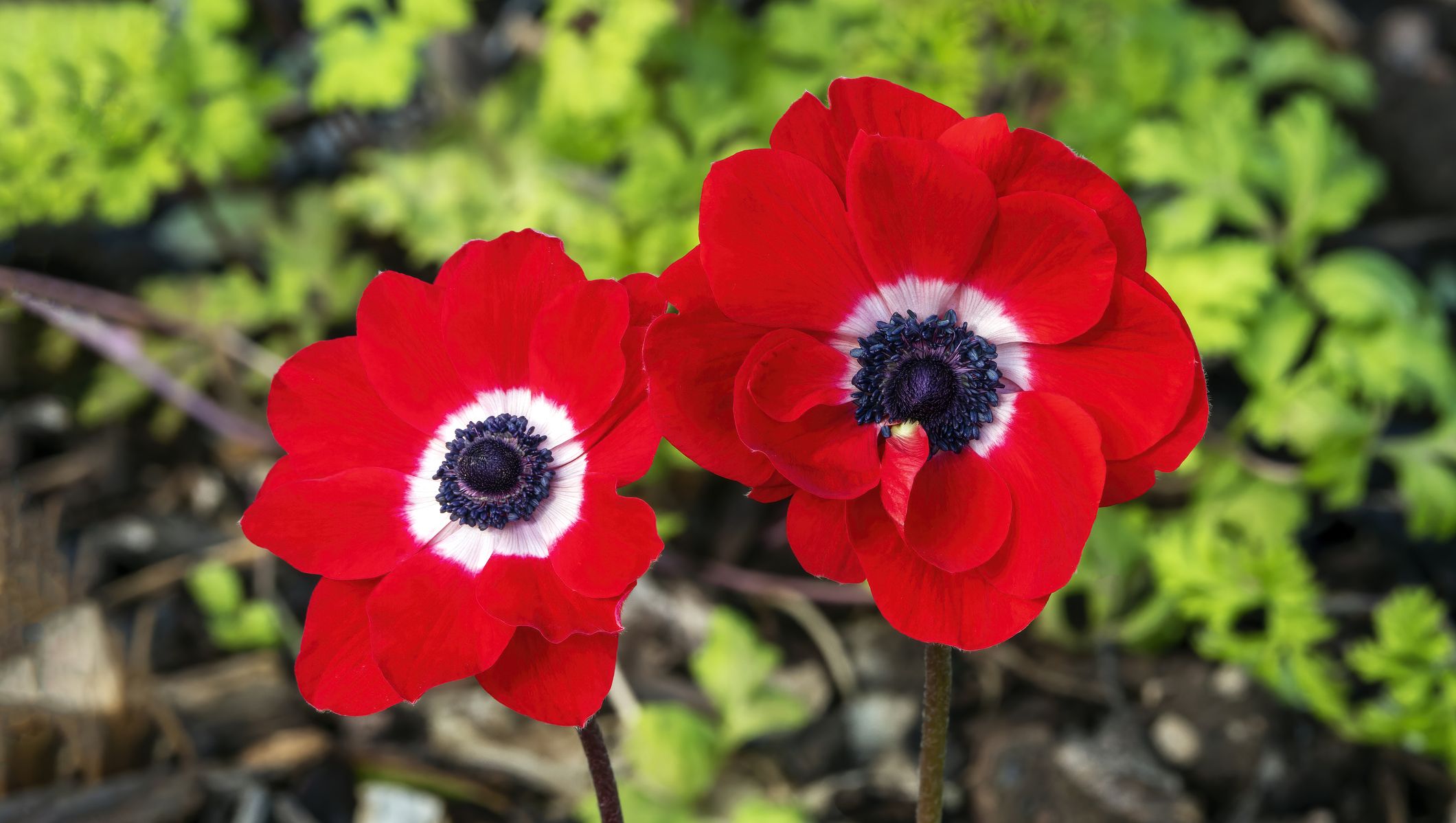 anemone coronaria 'netherlands'