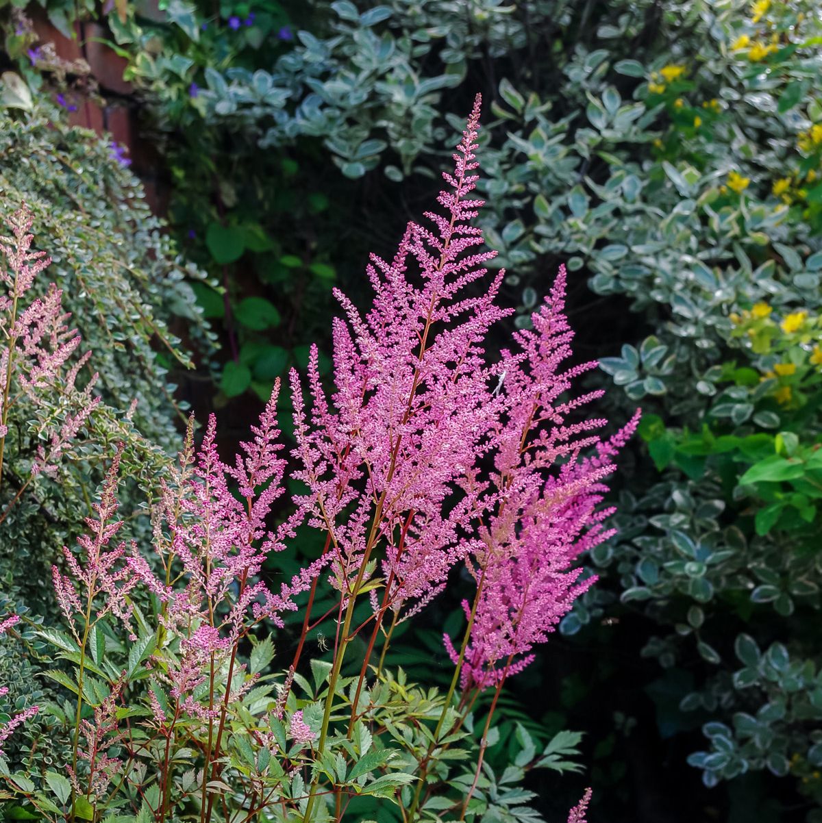 astilbe