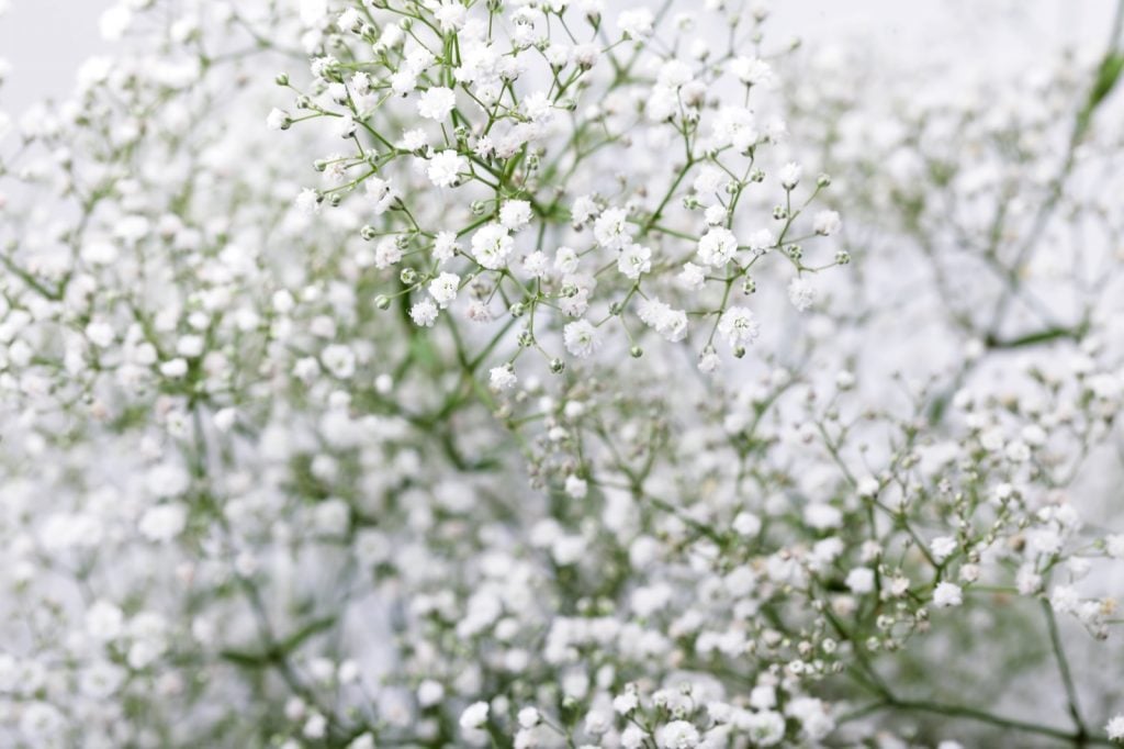 Baby's breath flower aka Gypsophila Paniculata