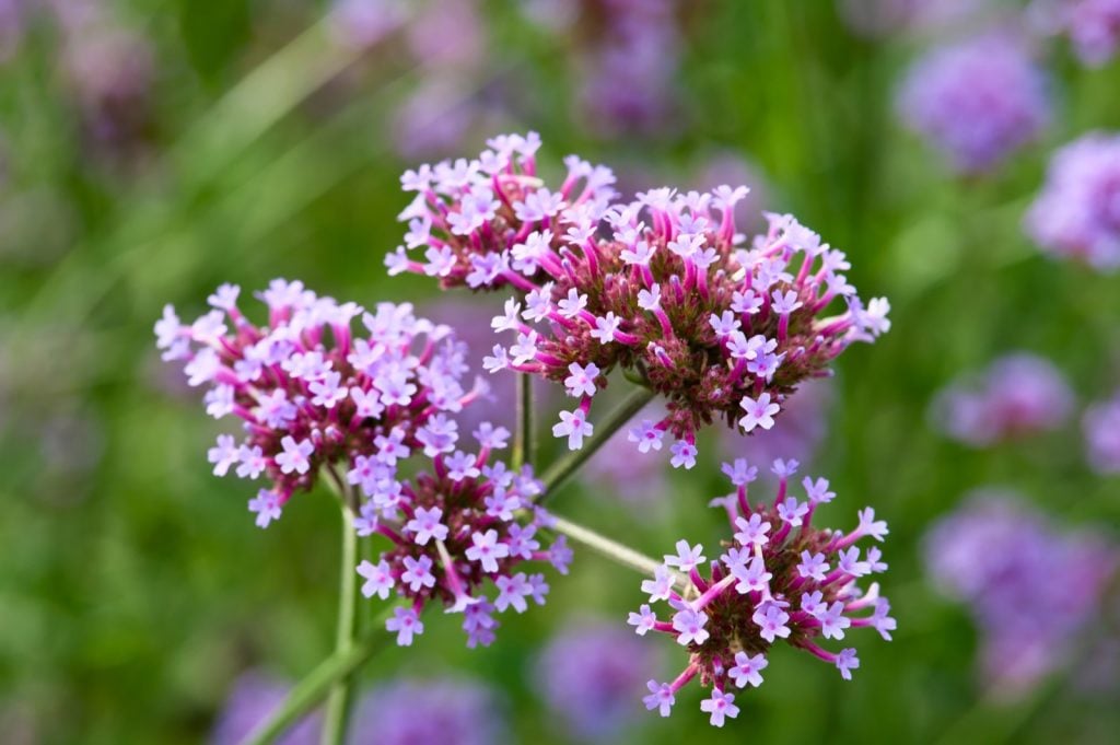 Blooming purple verbena bonariensis flowers in focus