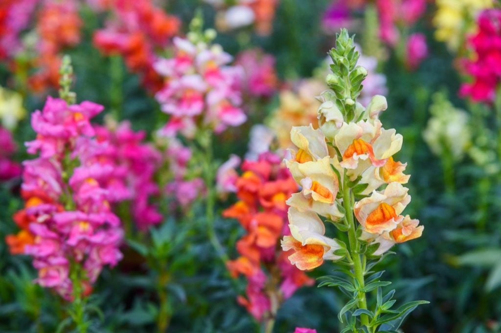 Blooming colorful snapdragon flowers aka Antirrhinum Majus