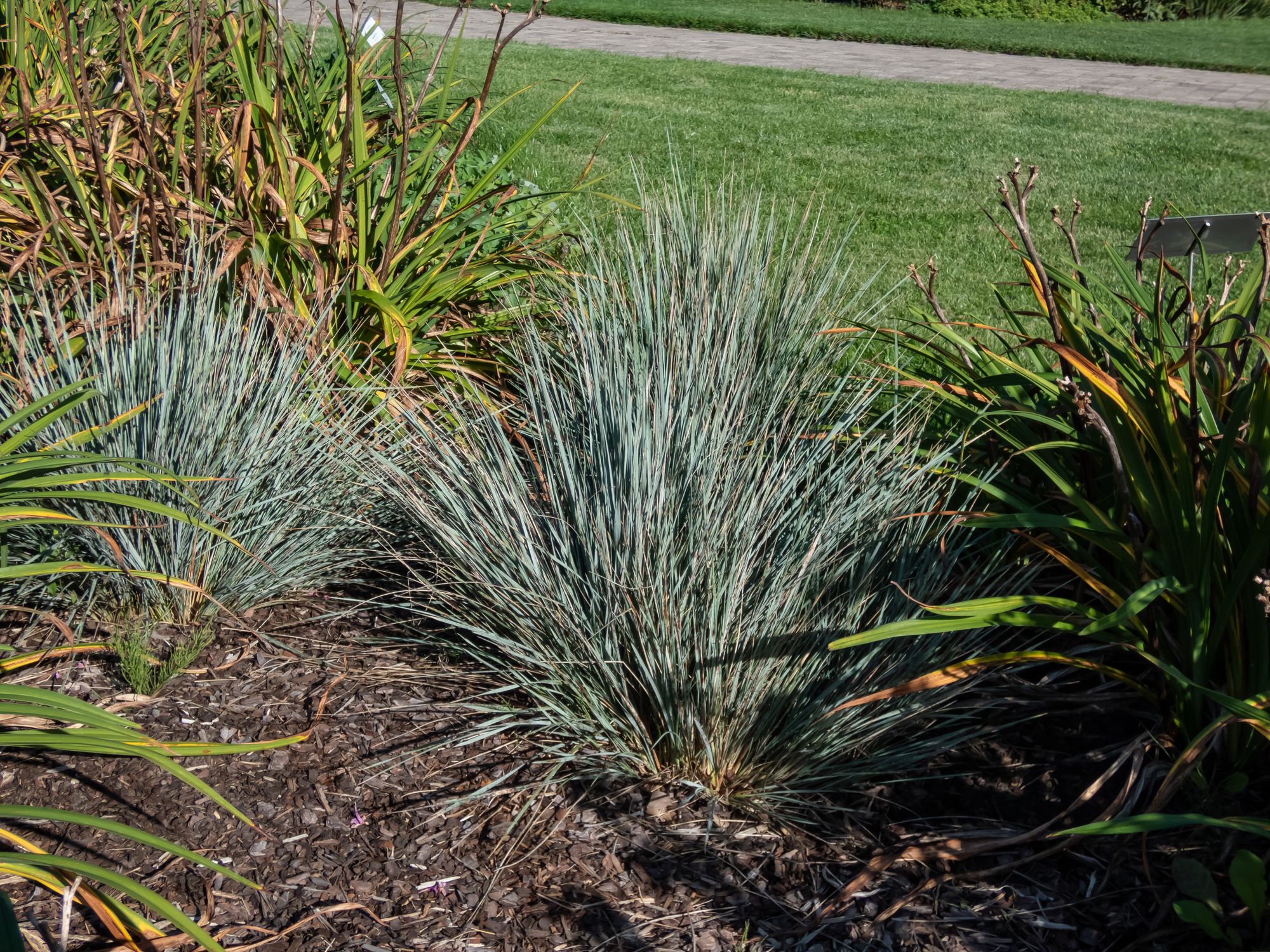 blue oat grass helictotrichon sempervirens 'pendula' evergreen grass with flat, linear leaves of bluegreen colour