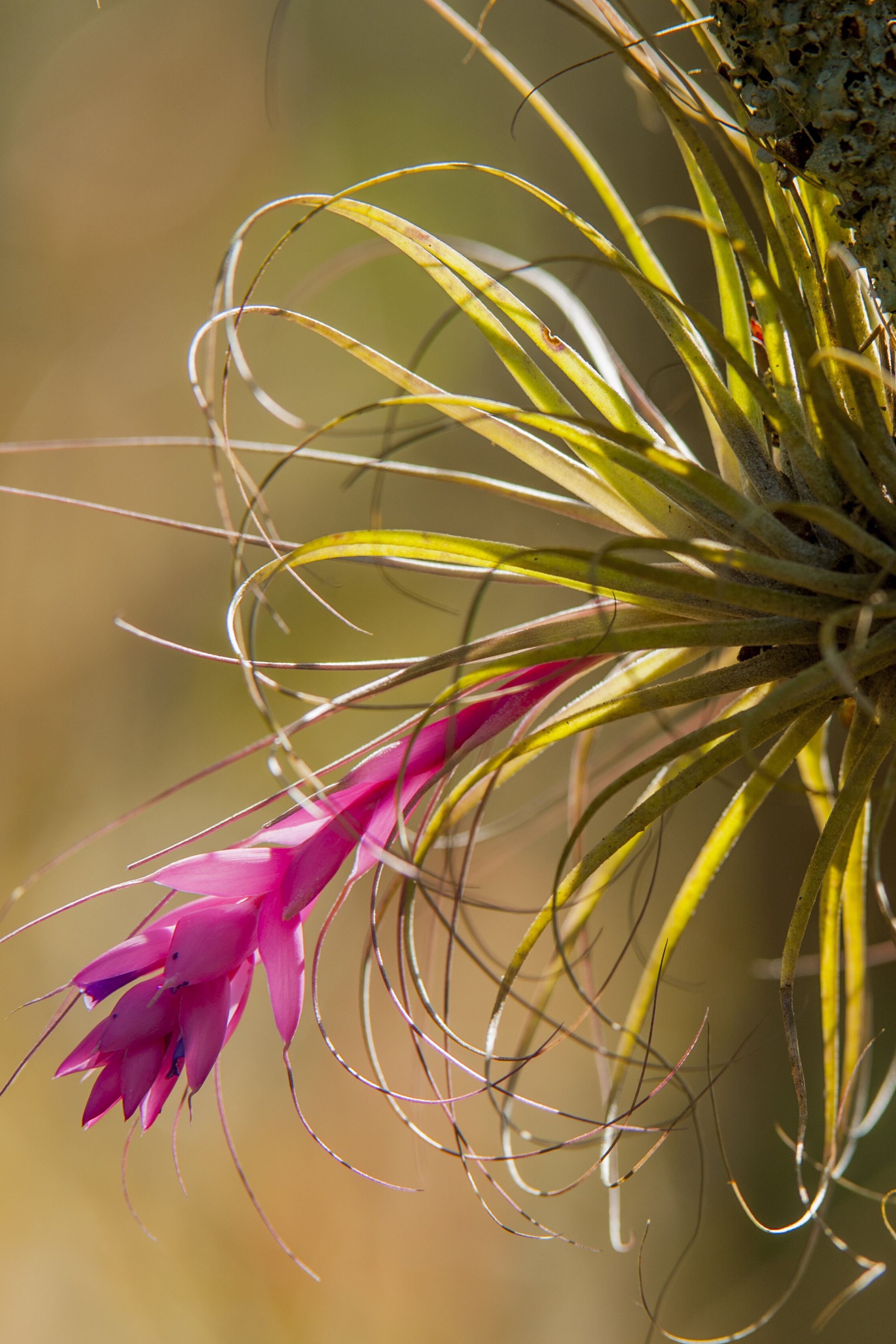 a bromeliad tillandsia flowering in the coastal rainforest