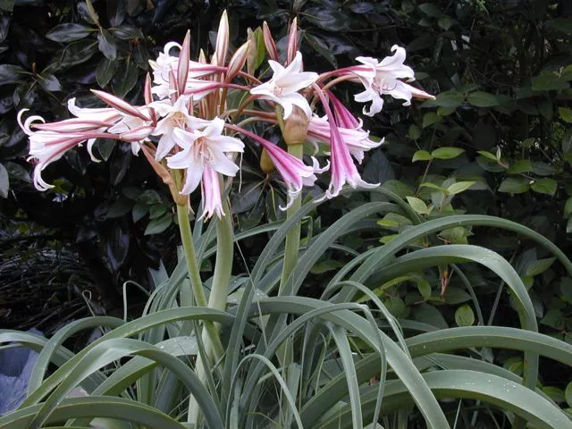 ""Crinum"