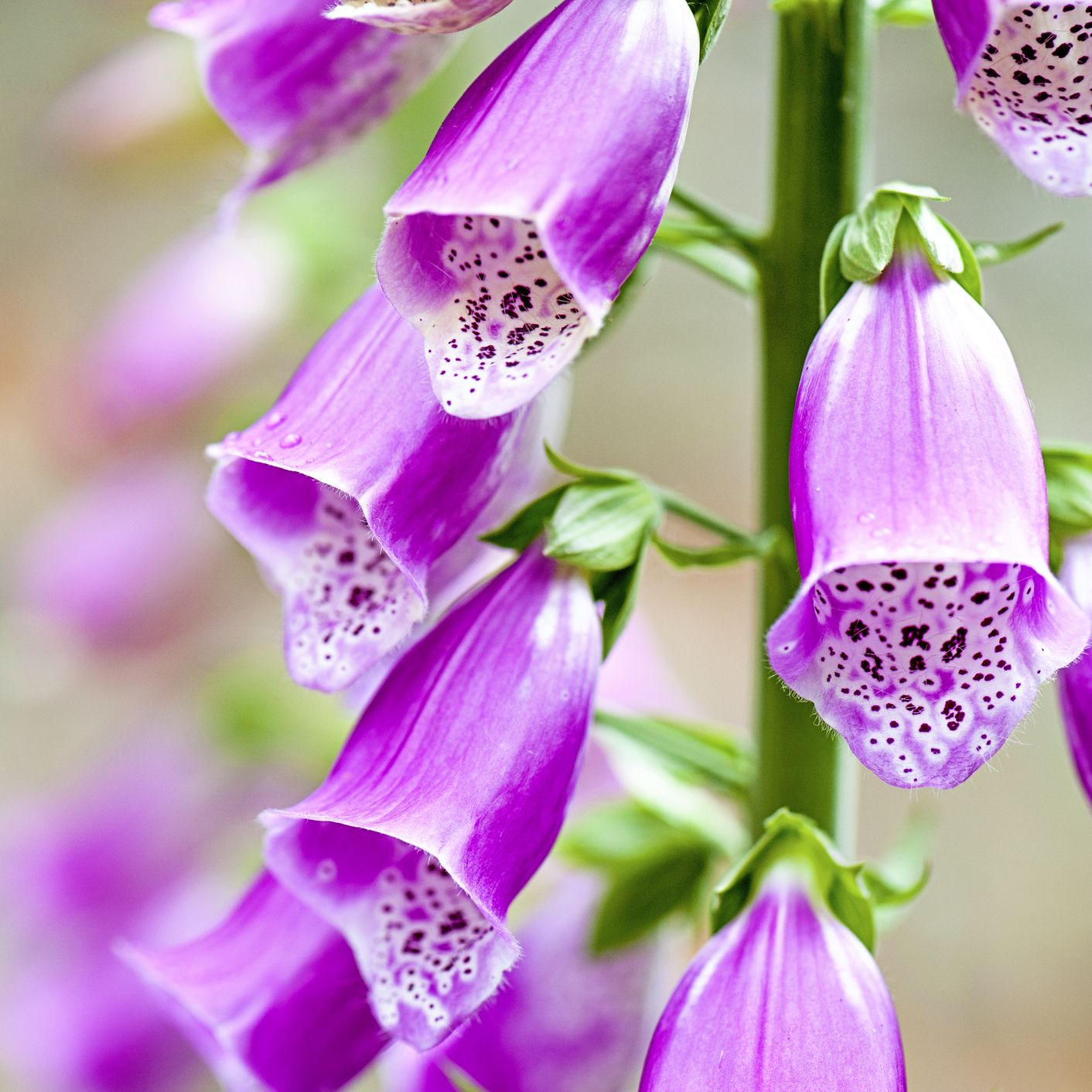 close up, macro image of the summer flowering purple foxglove flower also known as digitalis purpurea