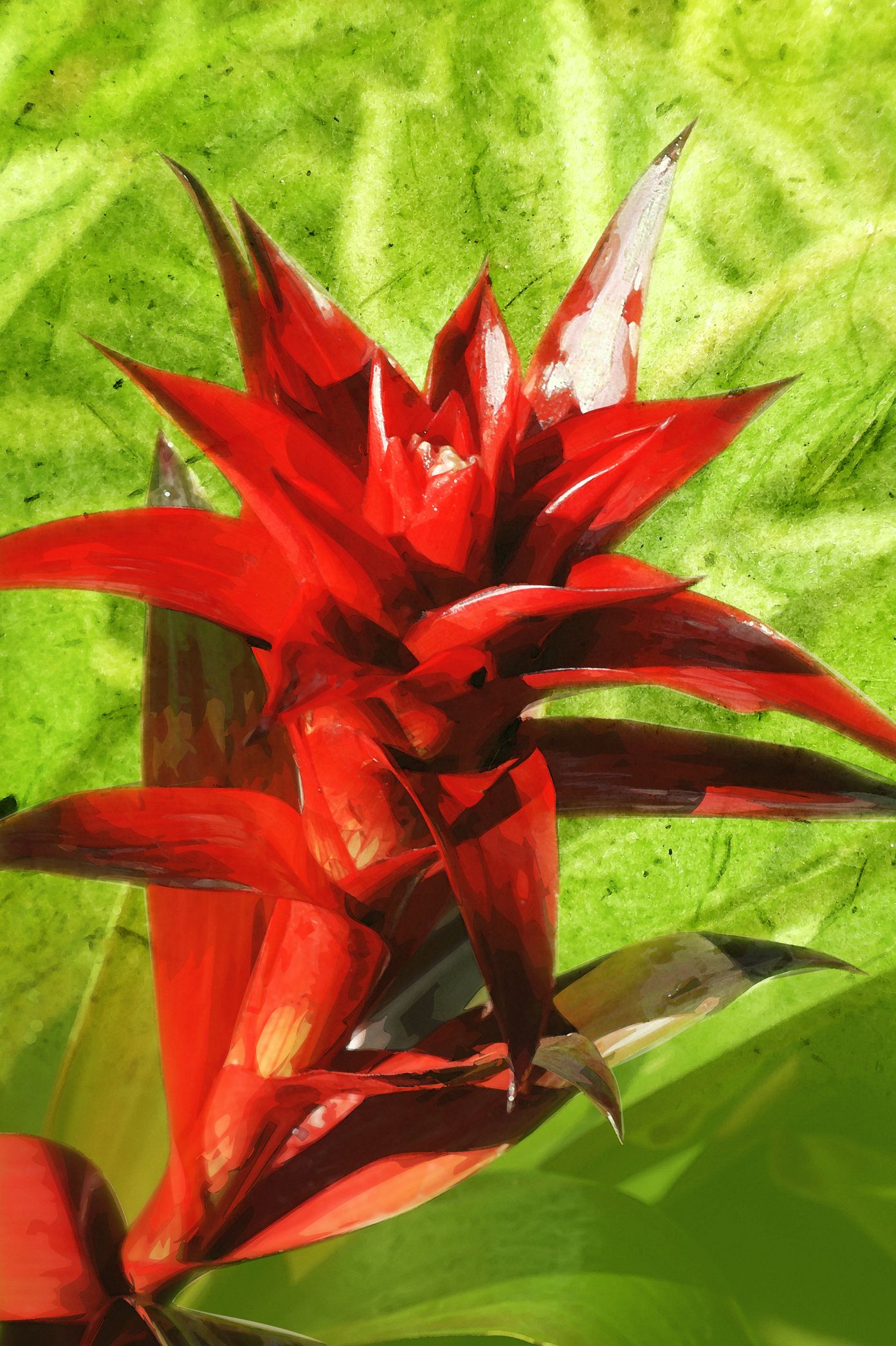 close up of a red flower