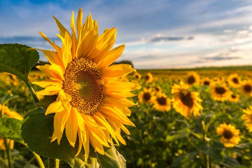 Field of blooming sunflowers on a summer day