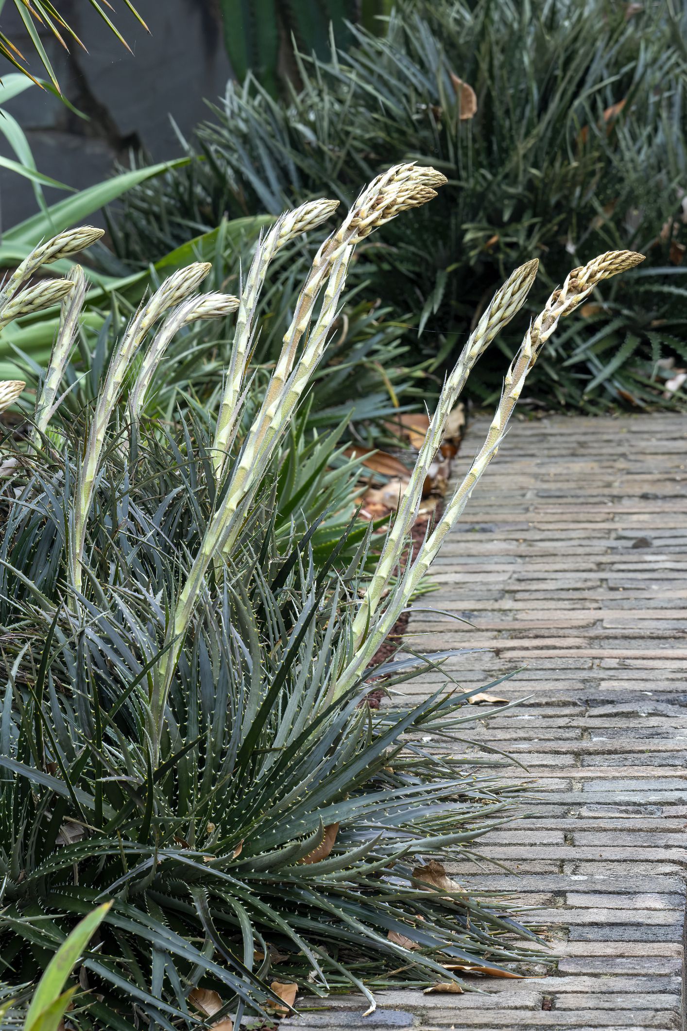 flower stems with buds of a dyckia d encholirioides a bromeliad native to south america