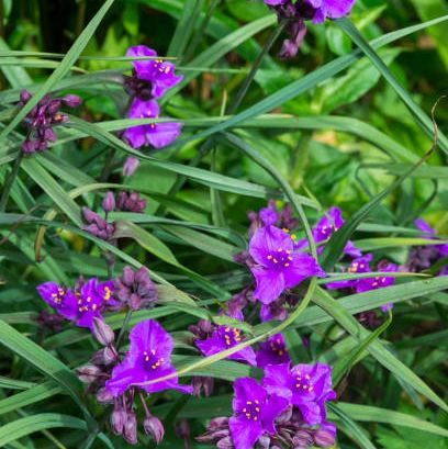 herbaceous perennial with deep purple flowers in mid summer also known as spiderwort