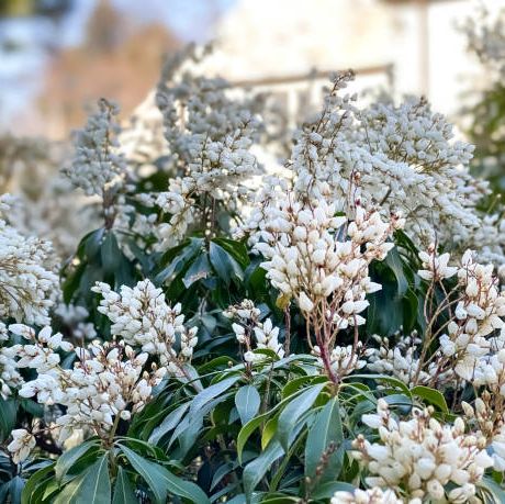 flowering lily of the valley shrub in bloom