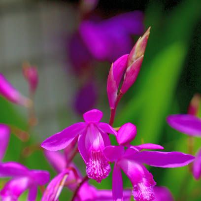 bletilla striata, commonly called chinese ground orchid or hyacinth orchid, is a terrestrial orchid which produces small, cattleya like, pinkish purple flowers in 3 7 flowered racemes atop naked scapes blooms mid to late spring each pseudobulb produces 3 5 sword shaped, pale green leaves