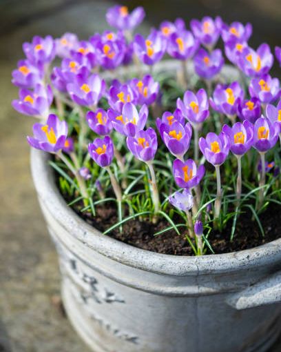 gorgeous species of crocus flowering in late february here growing in a clay pot so the flowers can be enjoyed up close