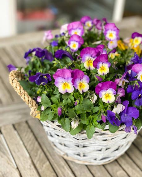 purple, pink and yellow pansies in a small basket on a garden table