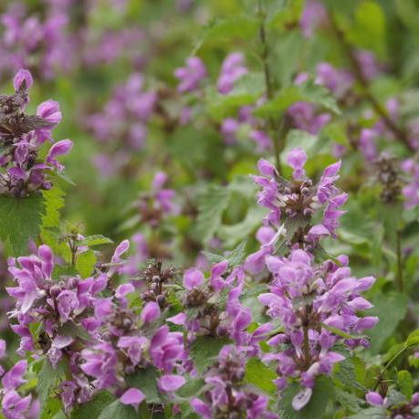 lamium this plant also has medicinal properties