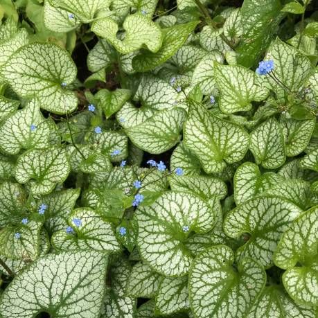 brunnera