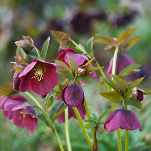 ragley hall, warwickshire the winter garden with helleborus harvington reds