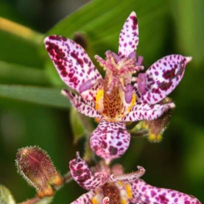 flowers of toad lily tricyrtis