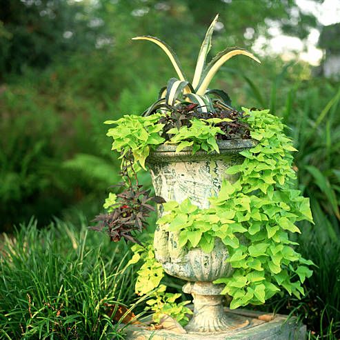 sweet potato vine