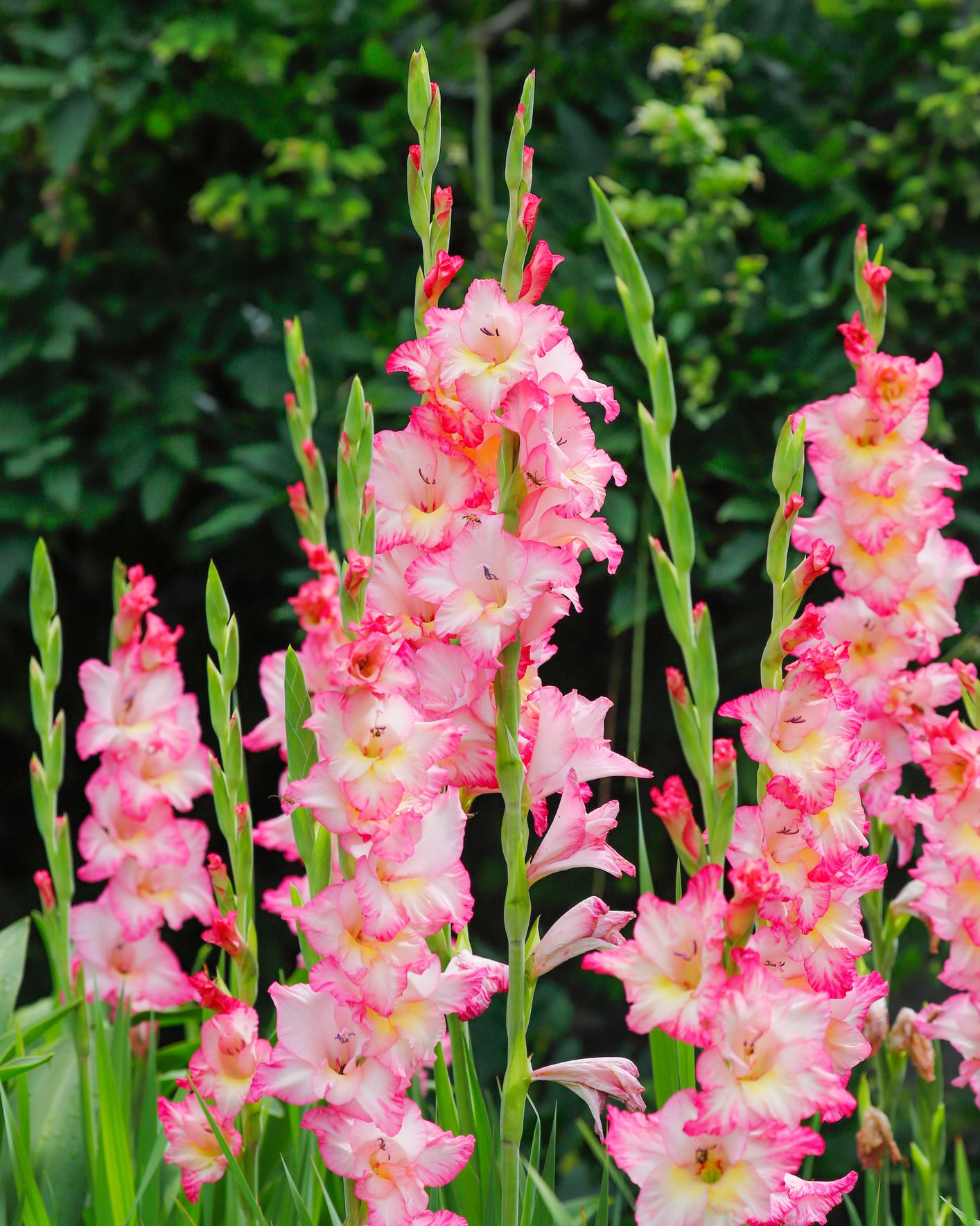 gladiolus in bloom