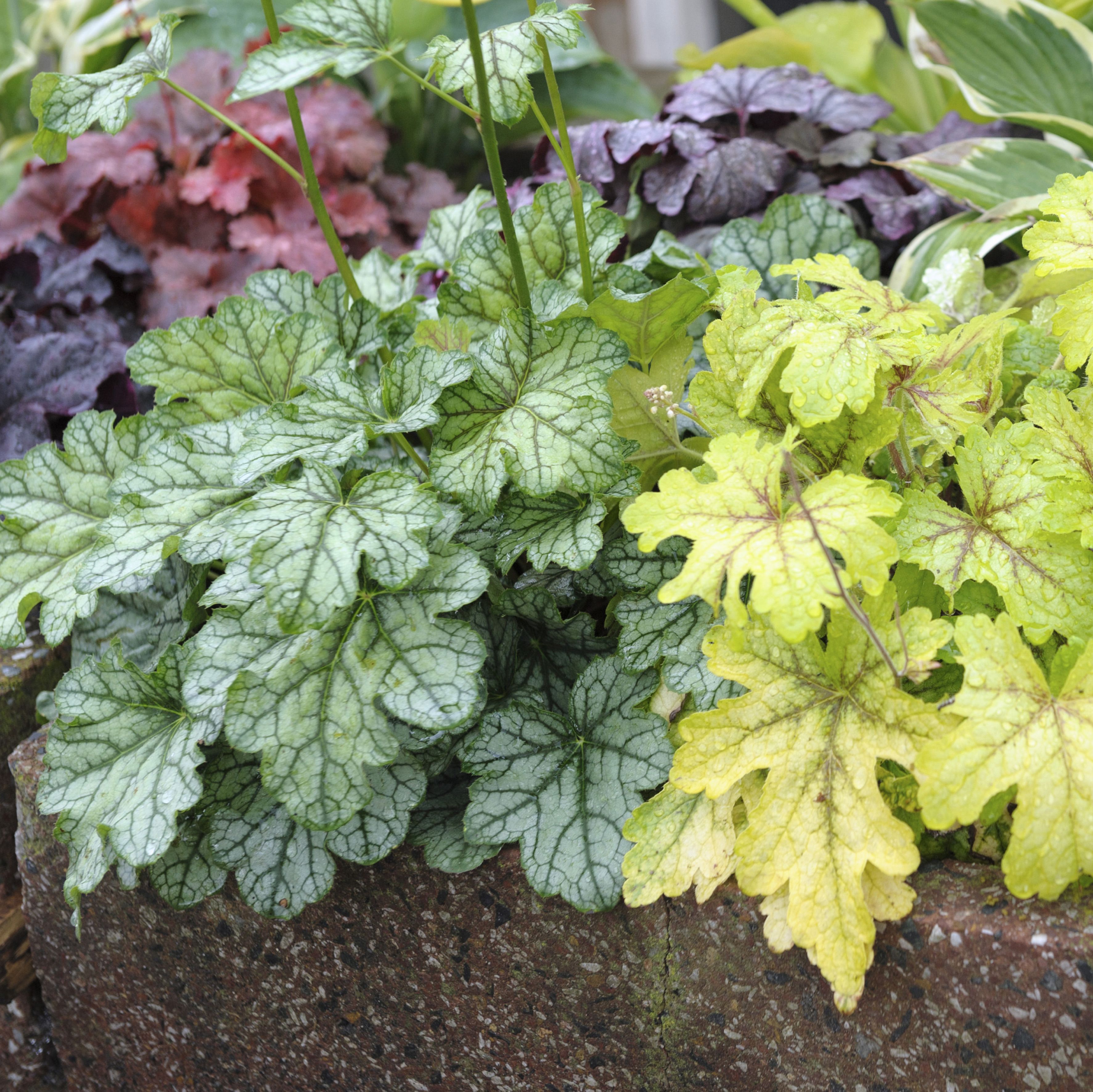 heucherella 'alabama sunrise'