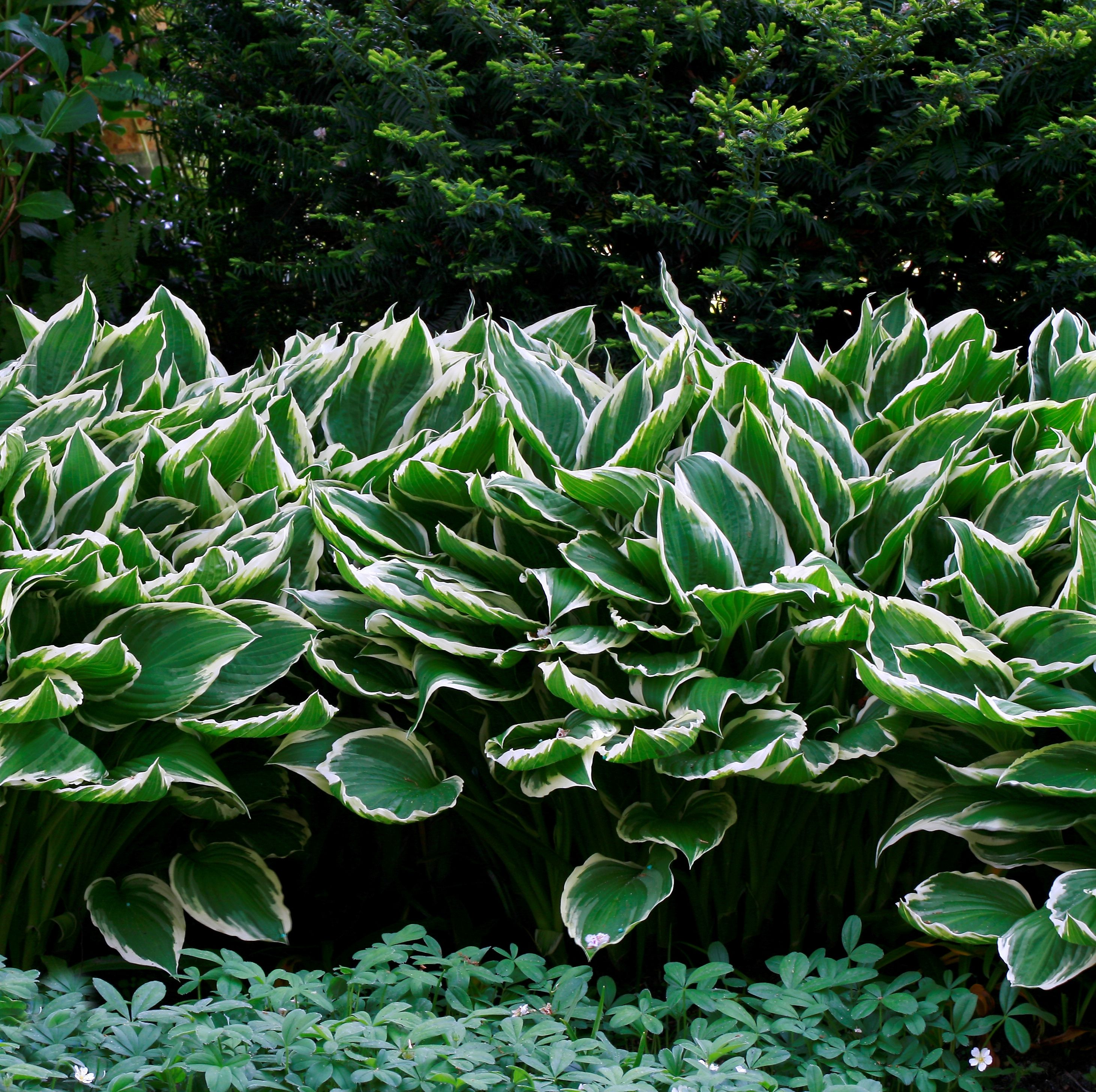 hosta "moon river"