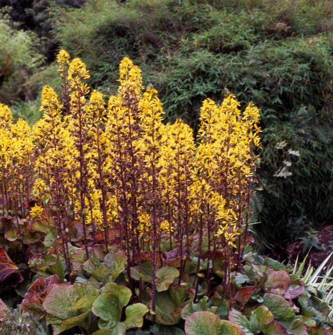 leopard plant or ligularia