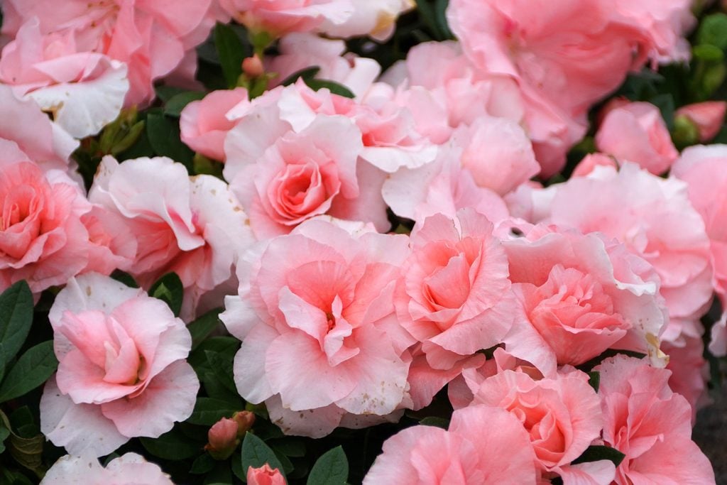 Light pink flowers of Hybrid Azalea