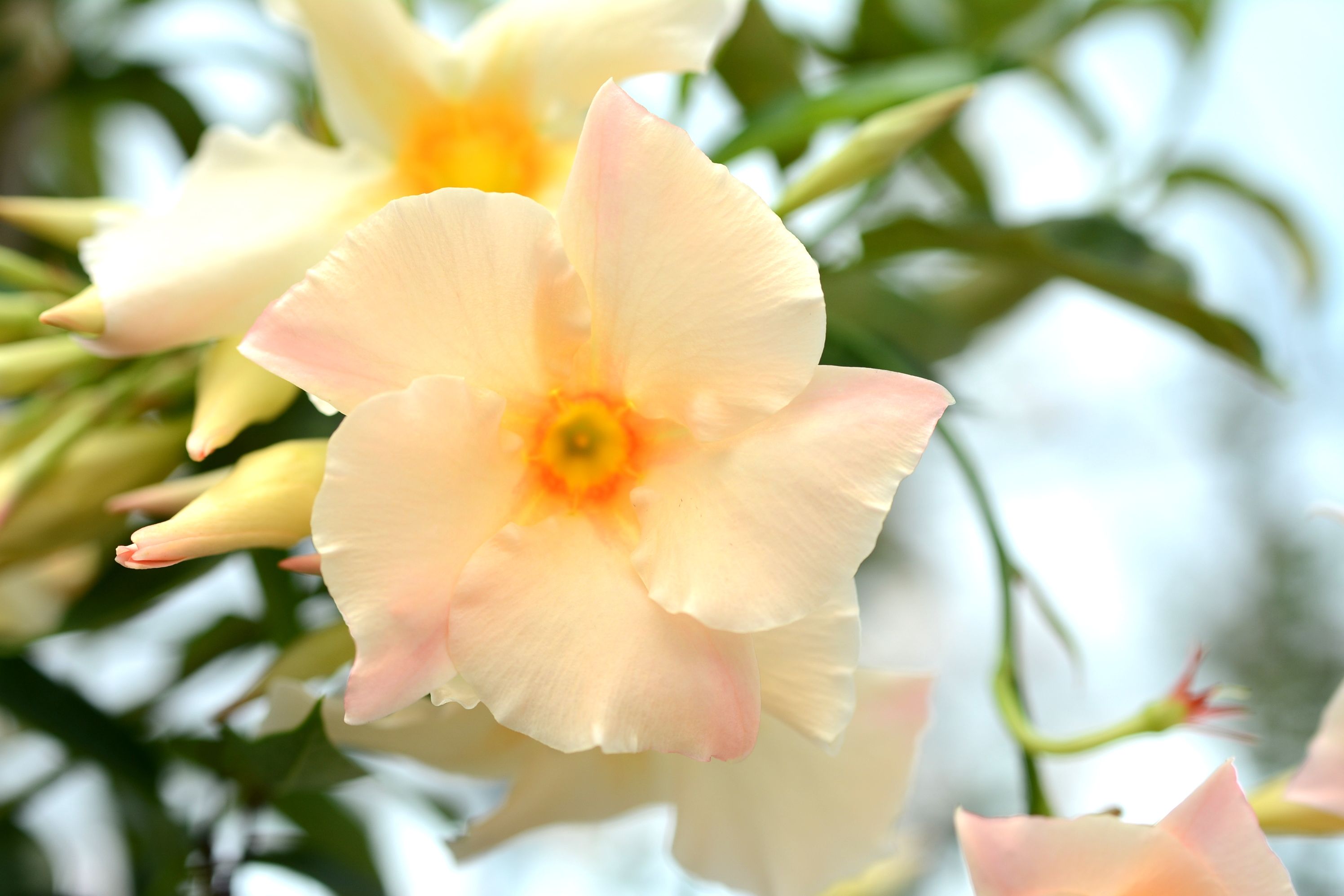 mandevilla hybrid sun parasol apricot proven winners