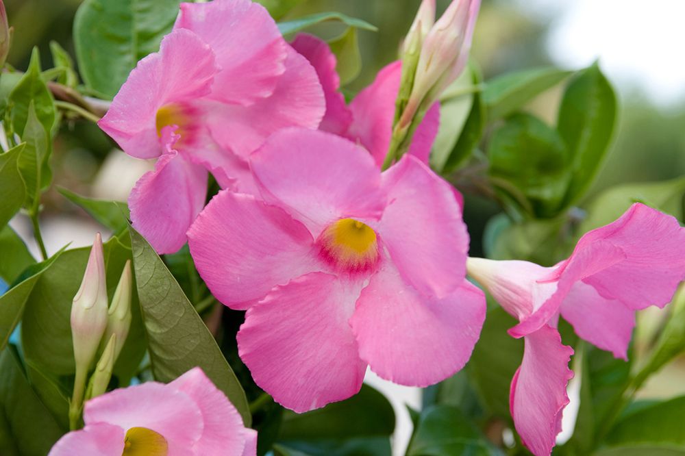 mandevilla hybrid sun parasol giant pink proven winners