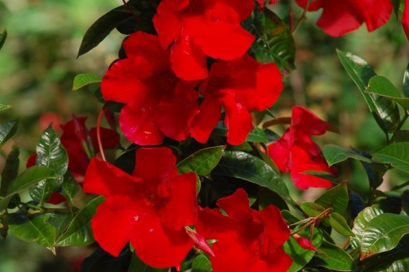 mandevilla hybrid sun parasol giant red emperor