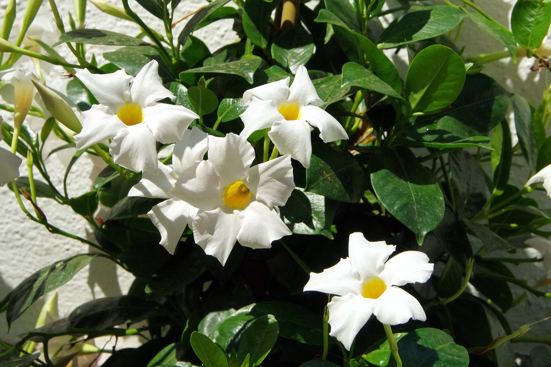 mandevilla hybrid sun parasol giant white