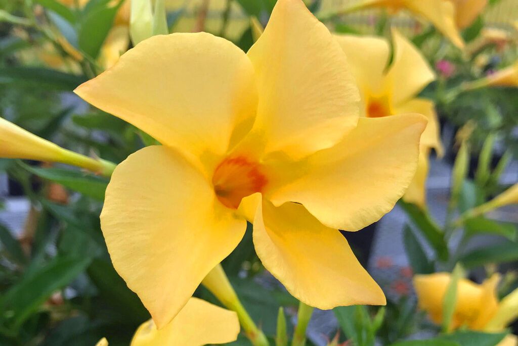 mandevilla hybrid sun parasol original sunbeam