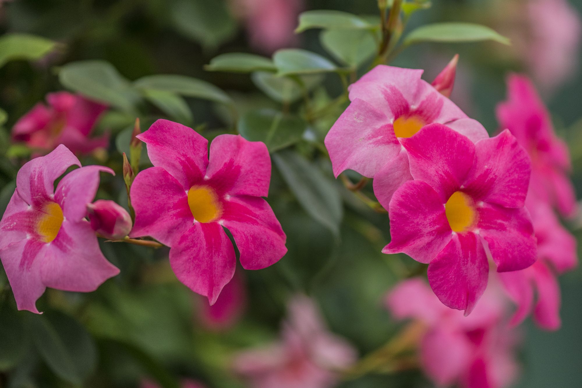 how to grow mandevilla