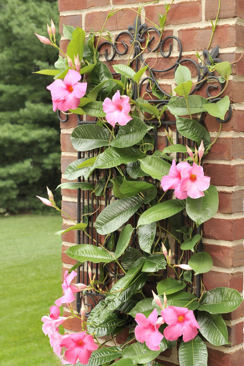 how to grow mandevilla