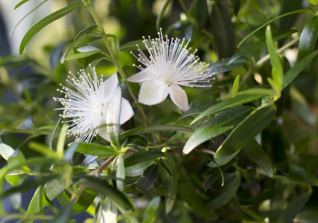 Myrtle flowers aka Myrtus Communis close-up