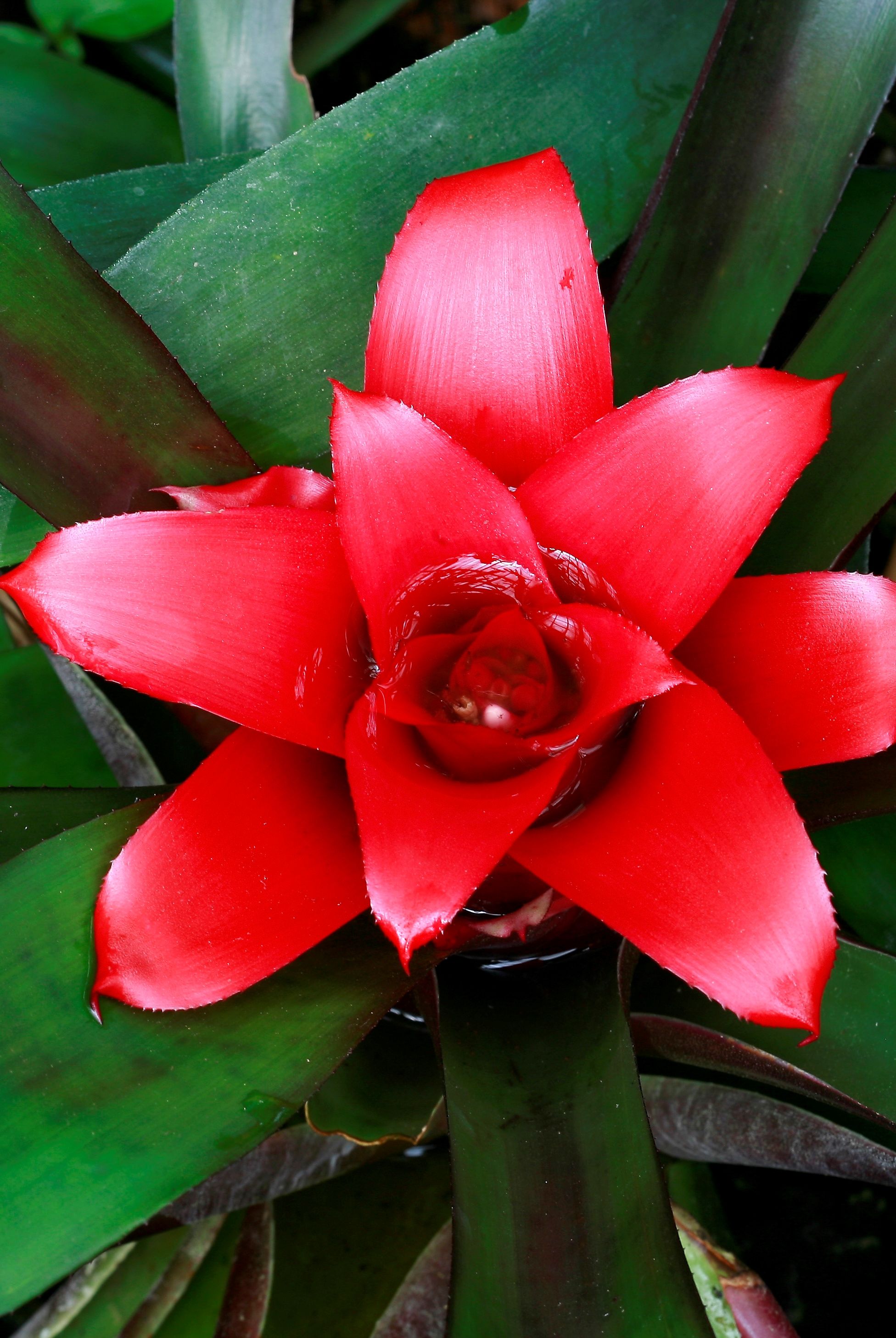 neoregelia carolinae blushing bromeliad