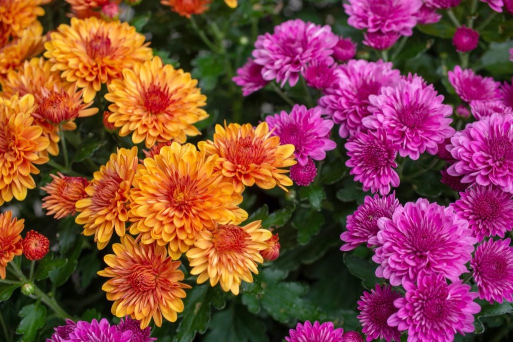 Orange and purple chrysanthemum flowers