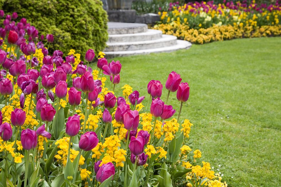 pink and yellow flowers around a garden lawn