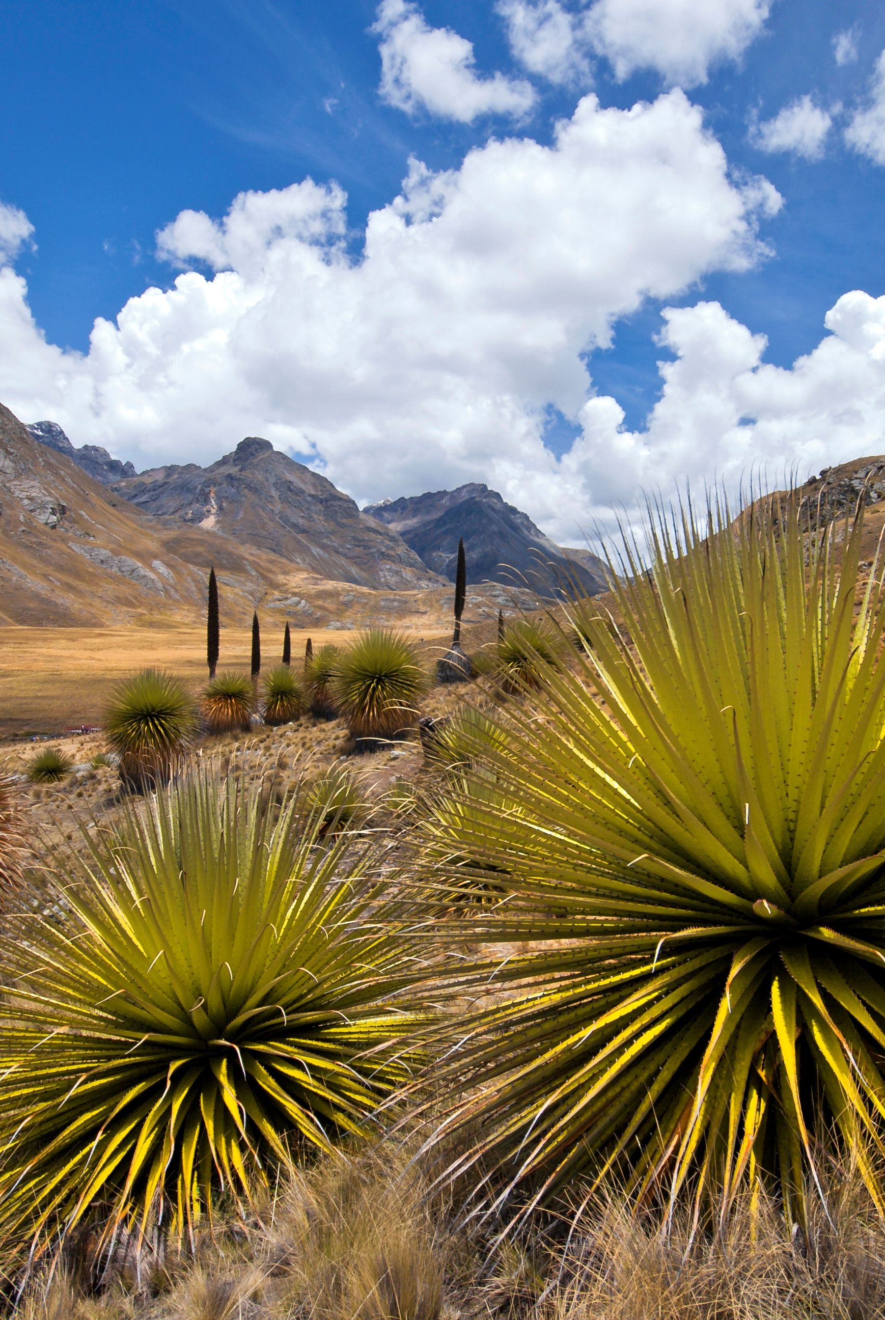 puya raimondi cordillera blanca huaraz ancash peru south america