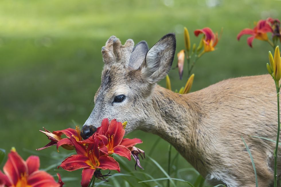 roe deer eating red lilies in the park