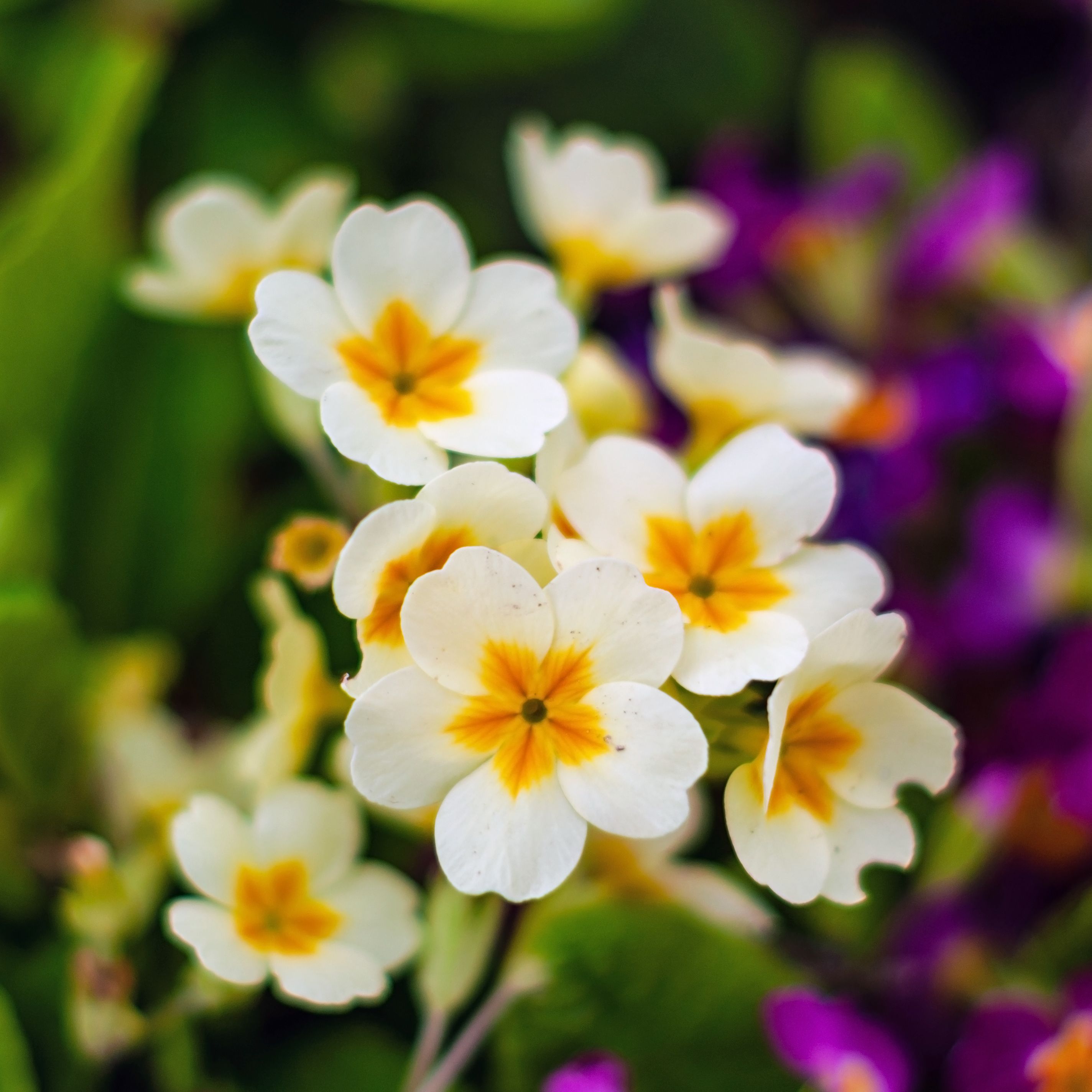 spring, primrose bloom