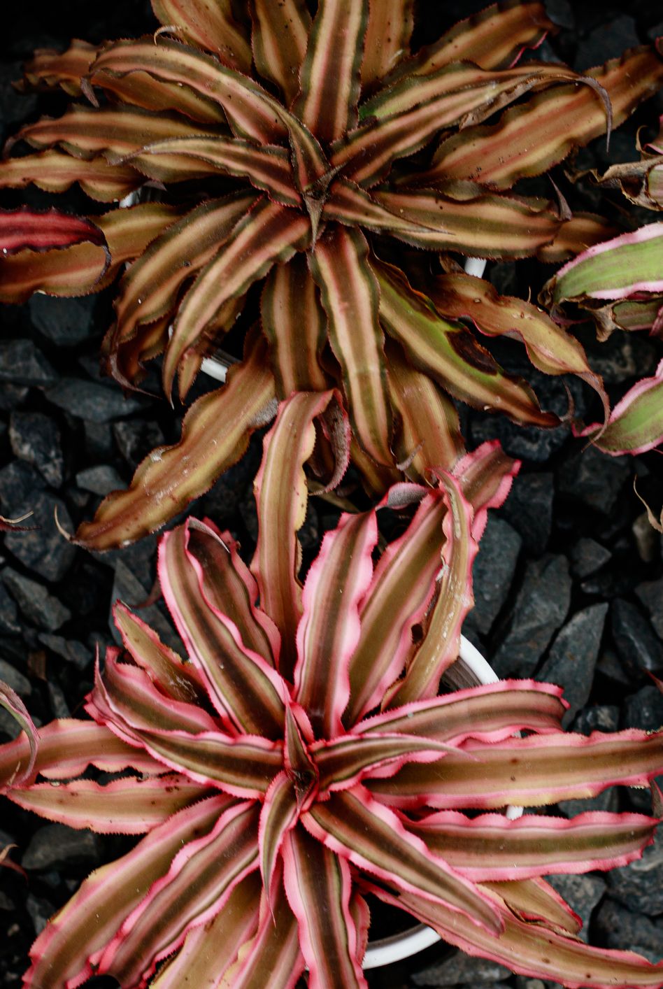 top view of cryptanthus bivittatus also known as earth star or pink starfis