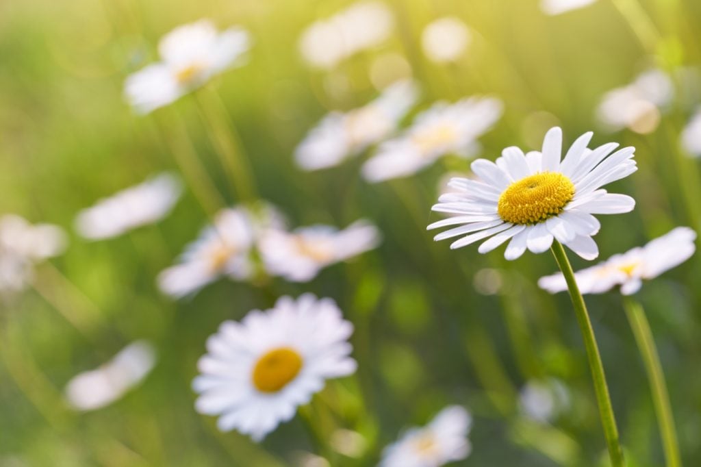 Wild daisy flowers growing on a meadow on a warm sunny day