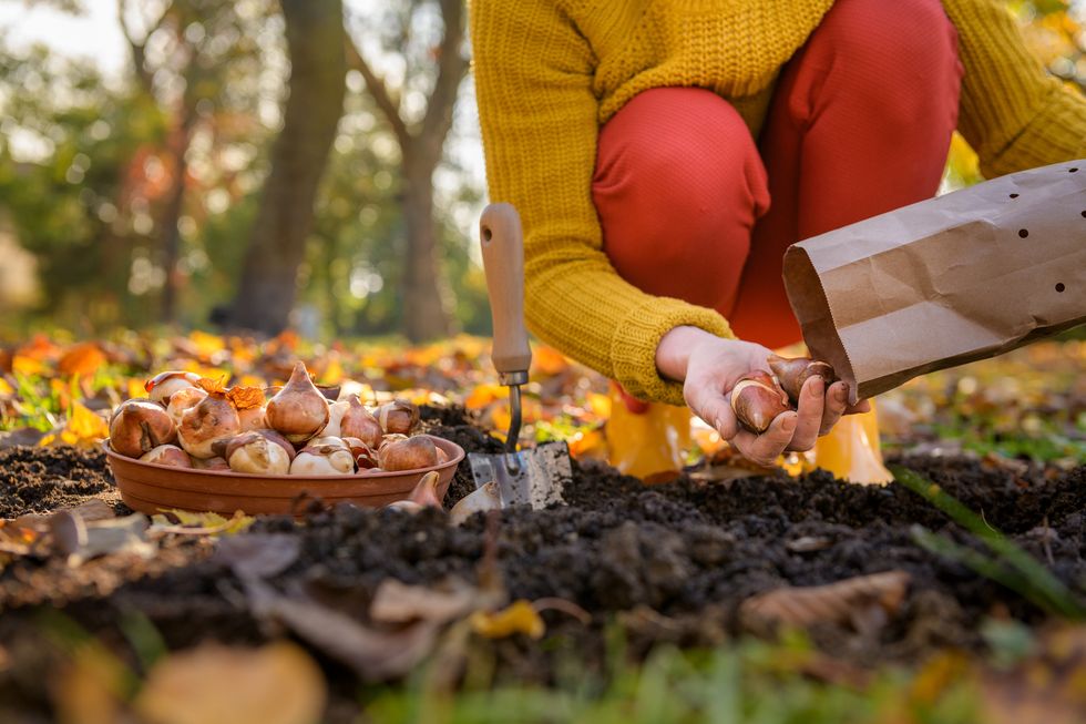 woman planting tulip bulbs in a flower bed during a beautiful sunny autumn afternoon growing tulips fall gardening jobs background