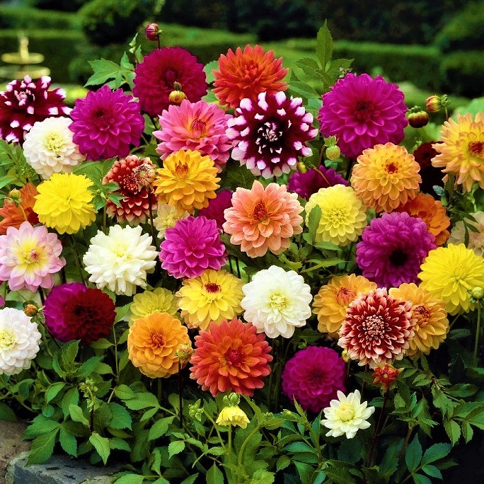 "10-most-beautiful-flowers-in-the-world-and-their-meaning-of-tung-types"